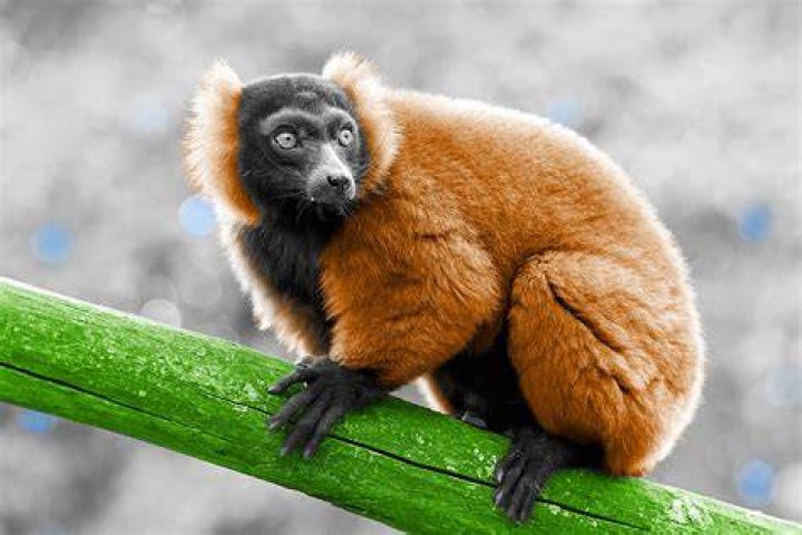 What's the softest animal in the world?