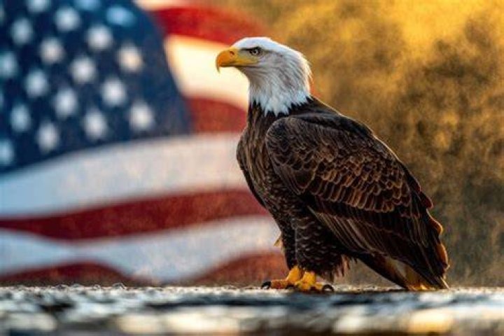 What's USA national animal?