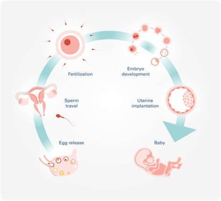 What affects implantation?