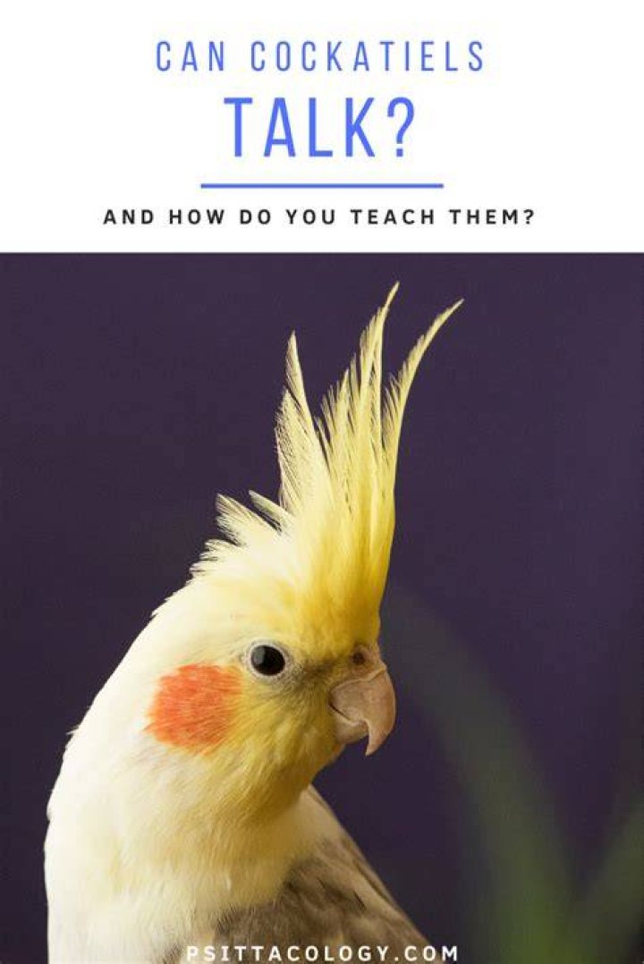 What age can you teach a cockatiel to talk?