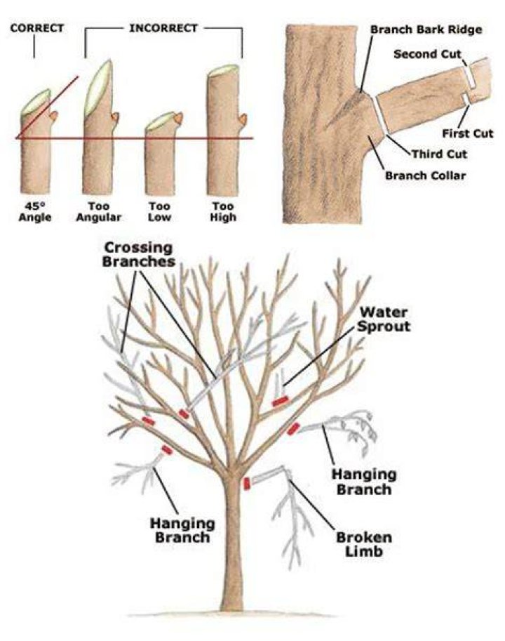 What angle do you cut when pruning?