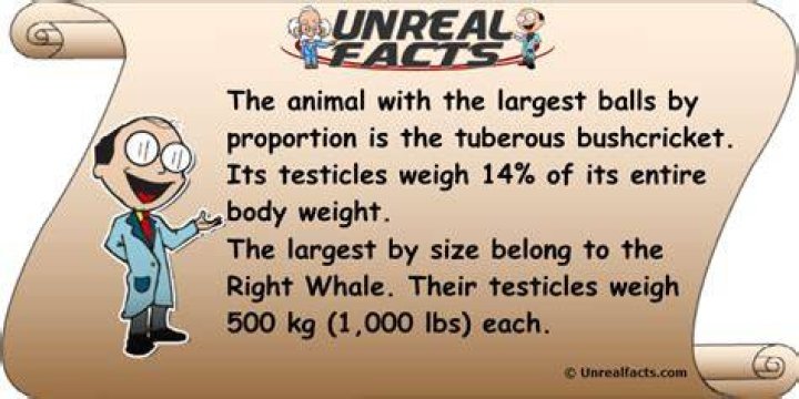 What animal has the largest balls?
