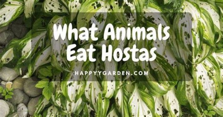 What animal is eating my hostas?