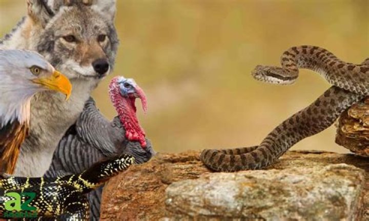 What animal kills rattlesnakes?