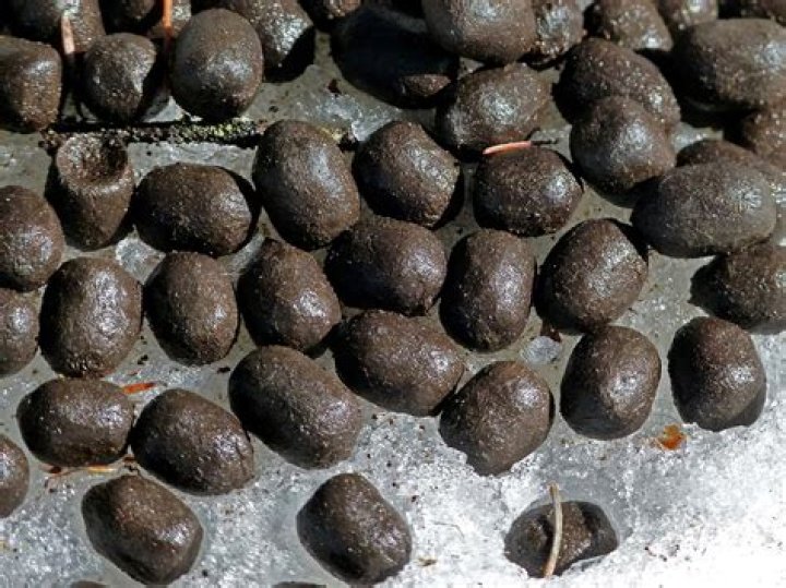 What animal poops large round balls?