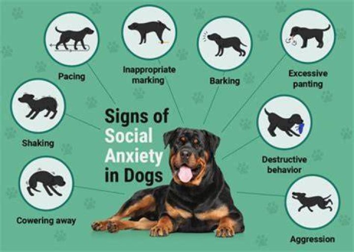 What animals have anxiety?