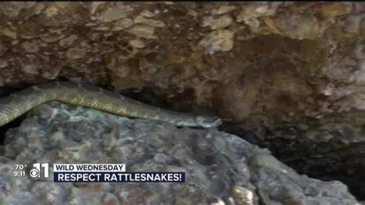 What animals keep rattlesnakes away?