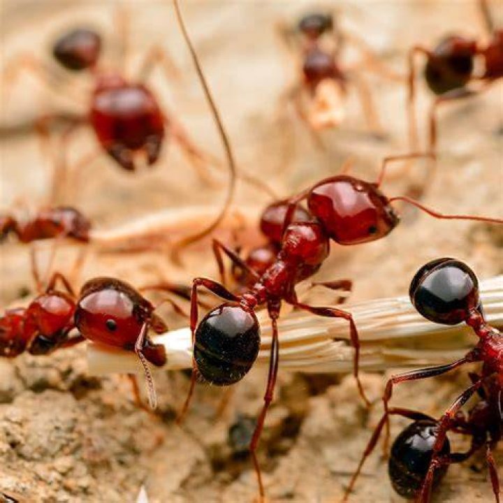 What ants look like fire ants?