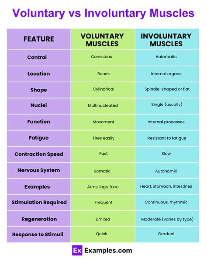 What are 3 examples of voluntary?