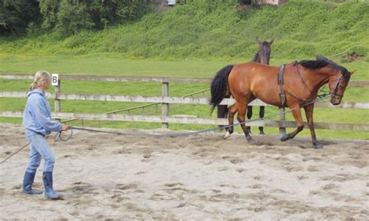 What are 3 safety procedures the horse handler should follow when working around horses?