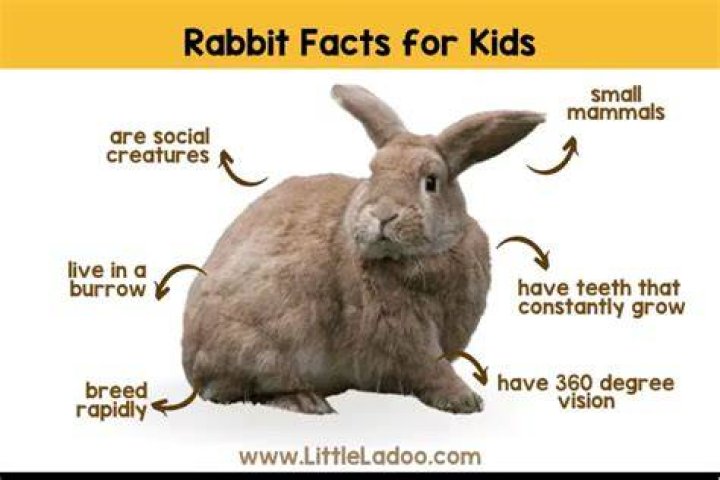 What are 5 facts about rabbits?