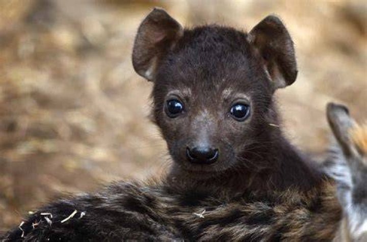 What are baby hyenas called?