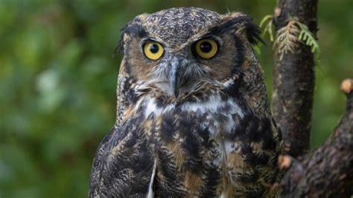 What are birds afraid of?
