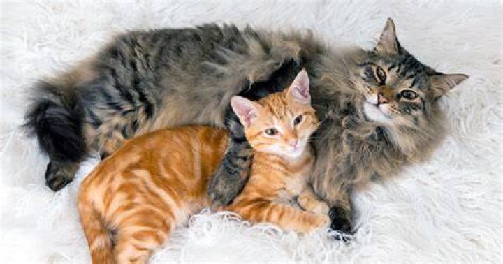 What are bonded cats?