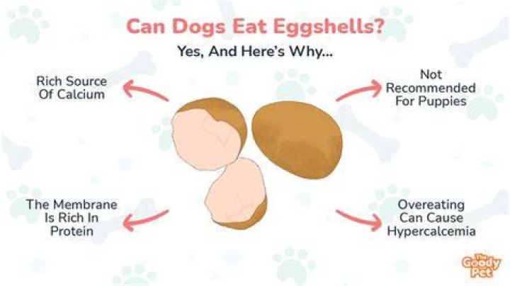 What are eggshells good for dogs?