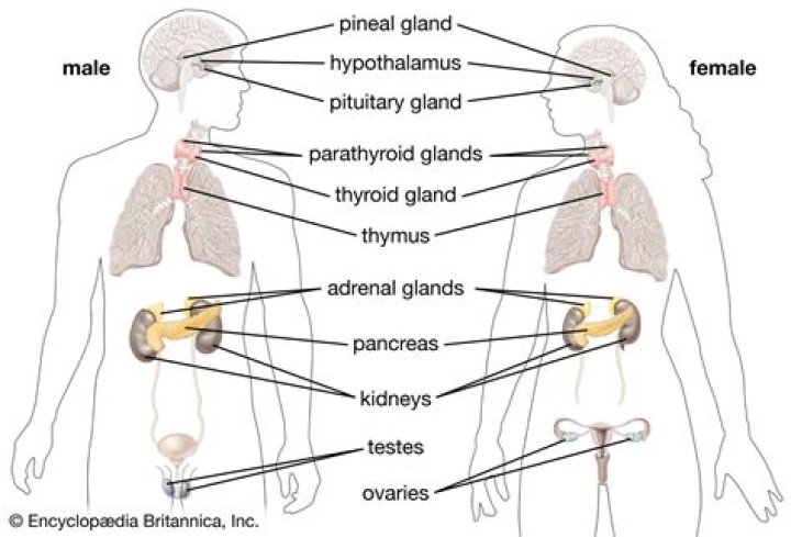 What are endocrine glands Class 12?
