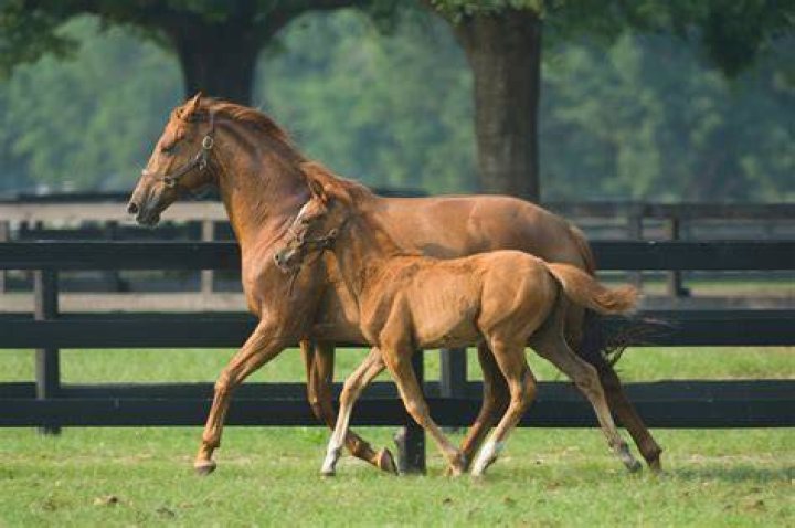 What are horse breeding rights?