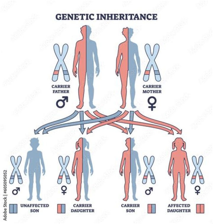 What are inherited factors?