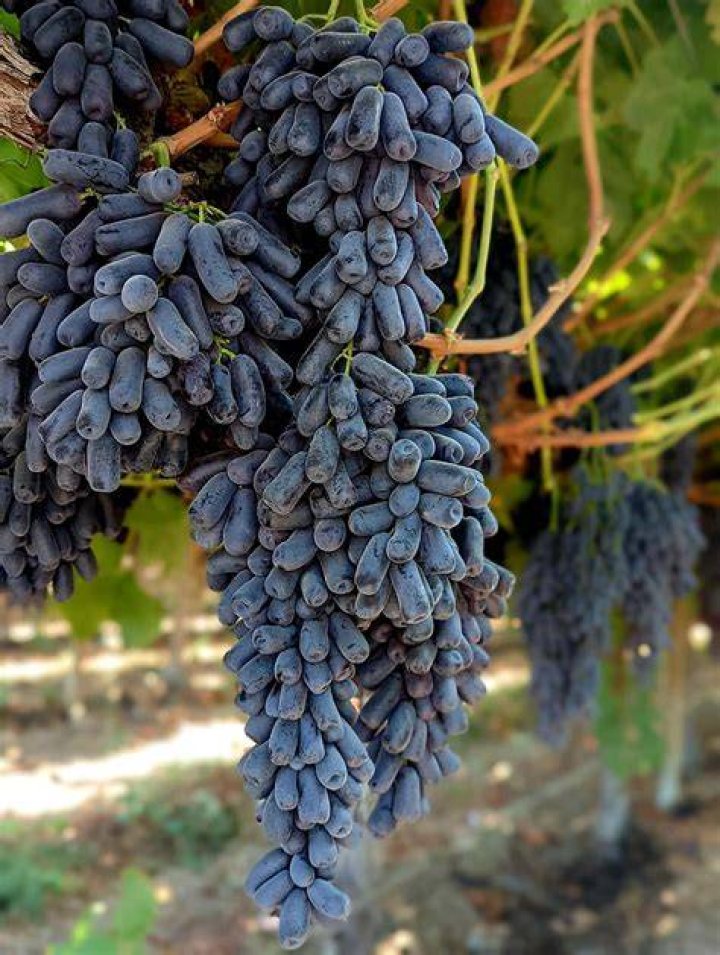 What are moon drop grapes?