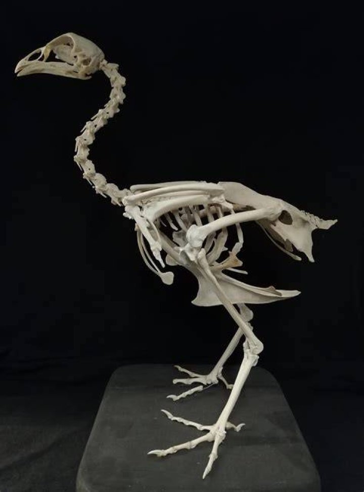 What are special characteristics of the chicken skeleton that make it suited for its lifestyle?
