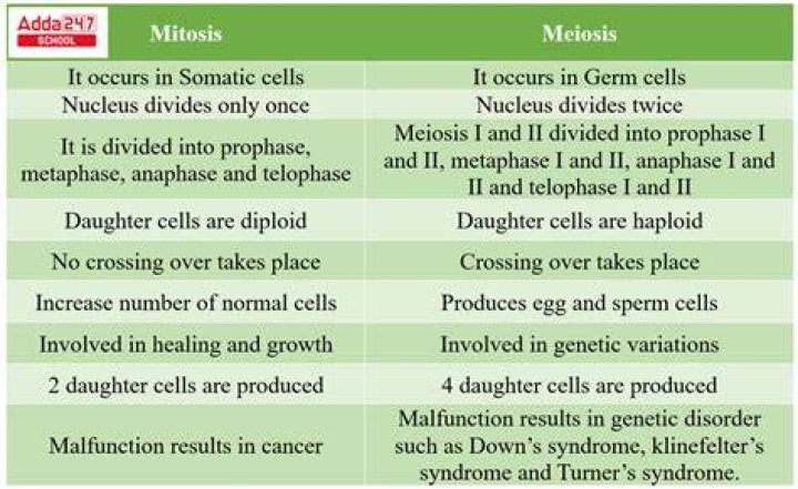 What are the 3 main differences between mitosis and meiosis?