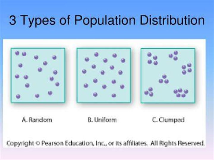 What are the 4 major types of population distribution?