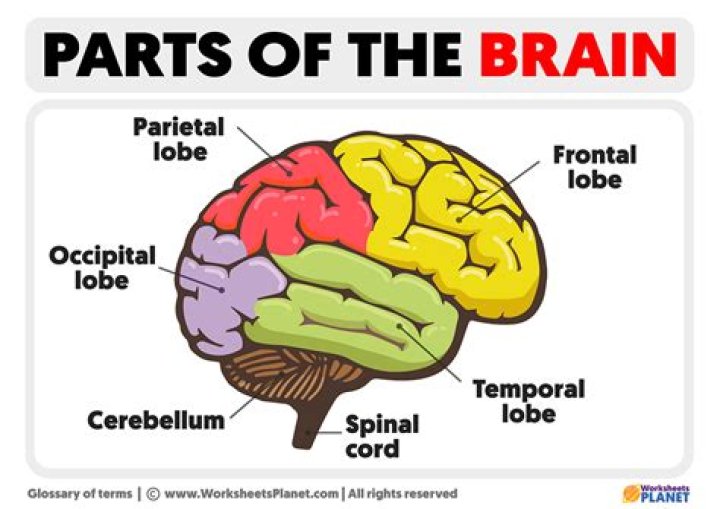 What are the 7 brain parts?