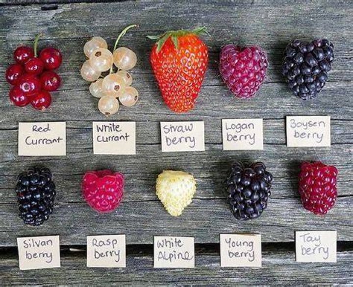 What are the 7 different types of berries?