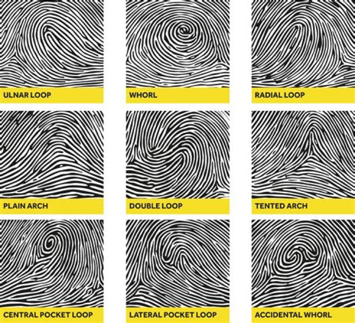 What are the 9 basic fingerprint patterns?