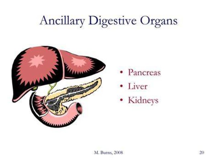 What are the ancillary organs of the digestive system?