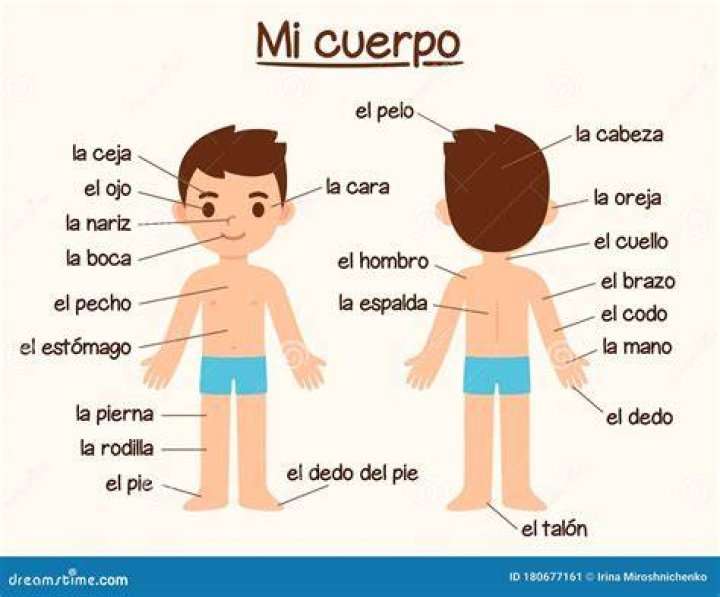 What are the body parts in Spanish?
