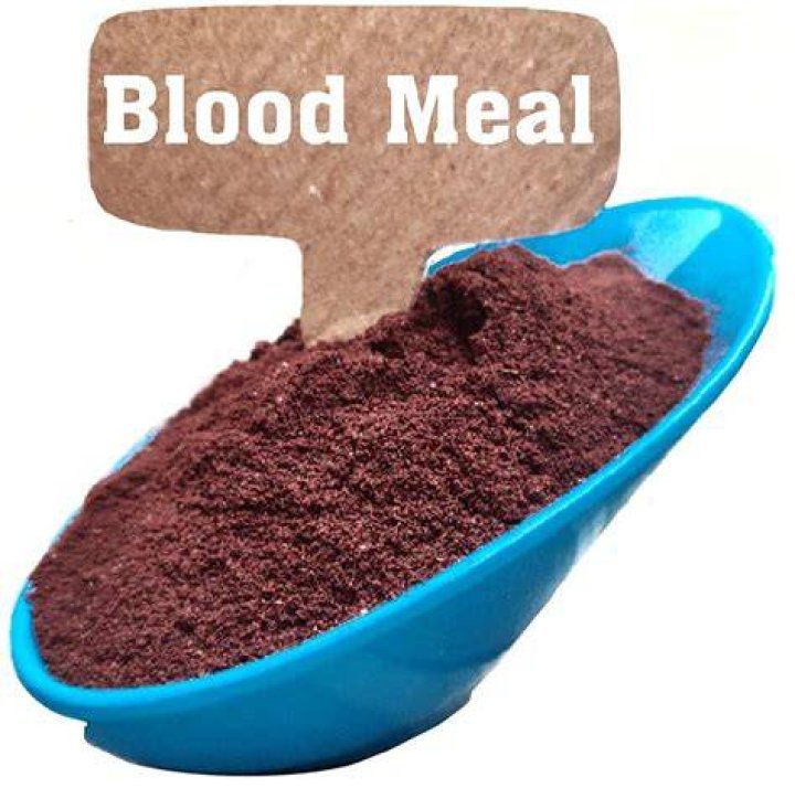What are the disadvantages of blood meal?