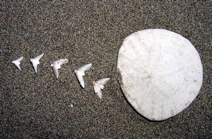 What are the doves inside a sand dollar?