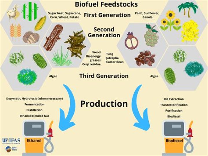 What are the environmental impacts of biofuel production?