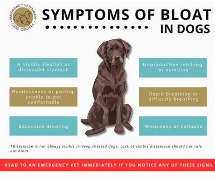 What are the first signs of bloat in a dog?