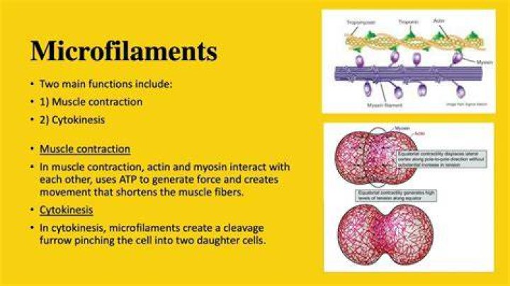 What are the functions of microfilaments and microtubules?