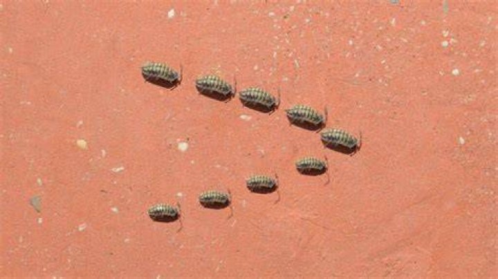 What are the grey bugs in my house?