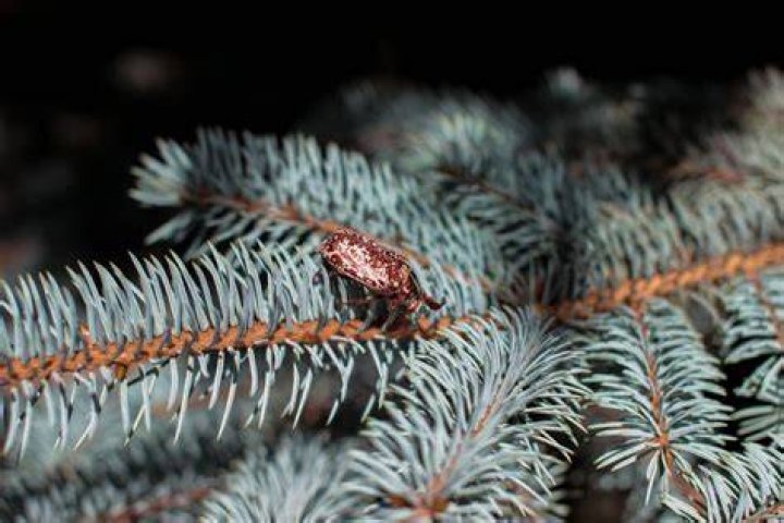 What are the little bugs in my Christmas tree?