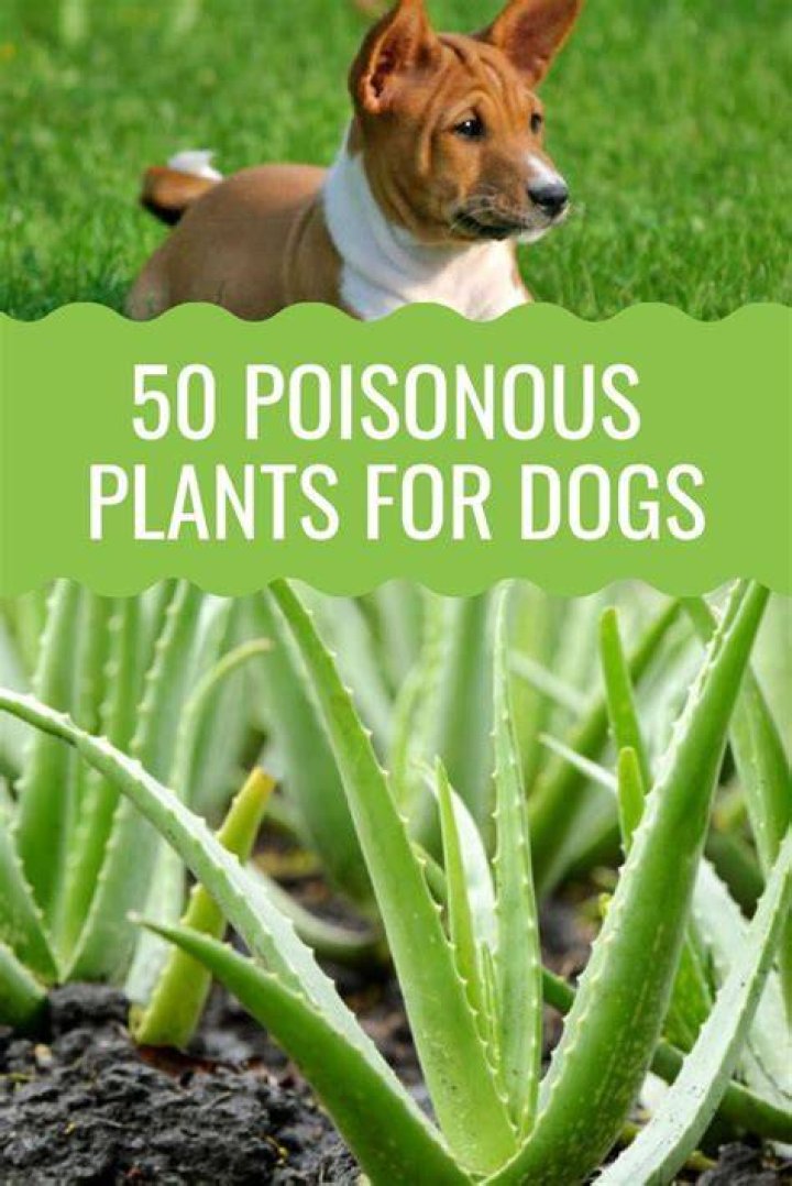 What are the most poisonous plants to dogs?