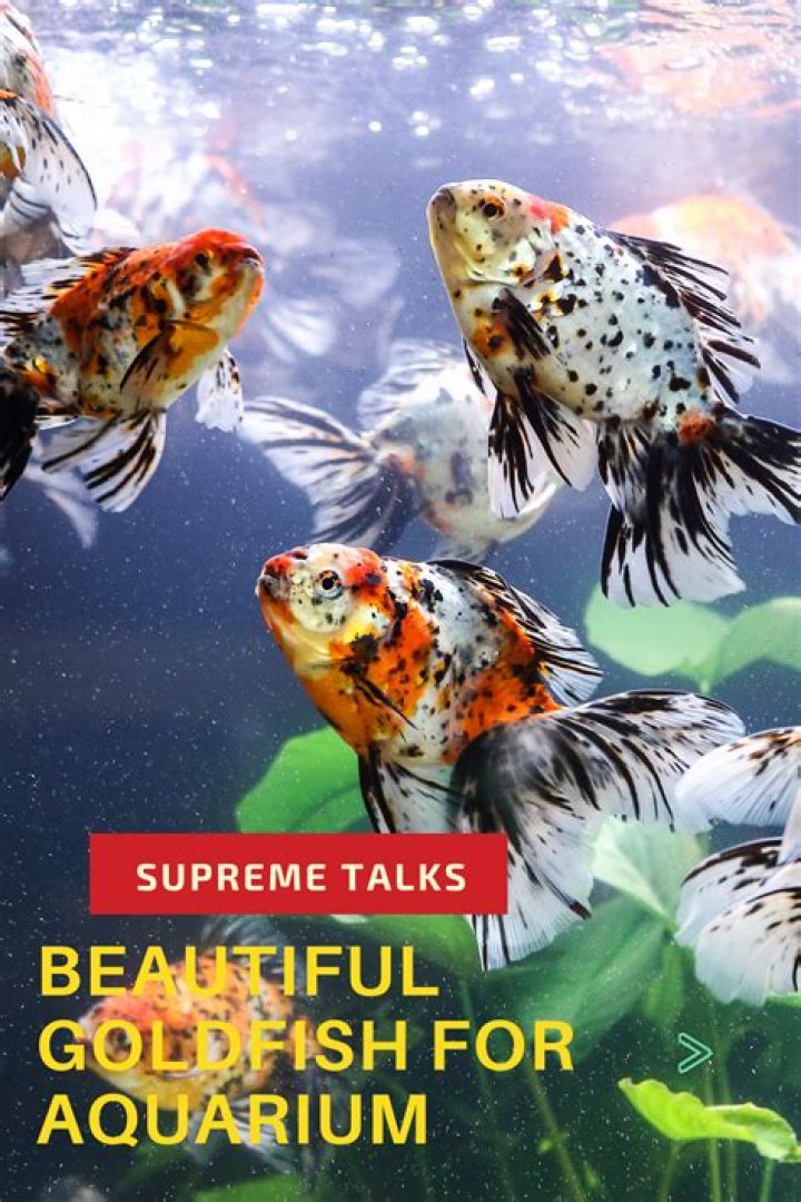 What are the prettiest goldfish?