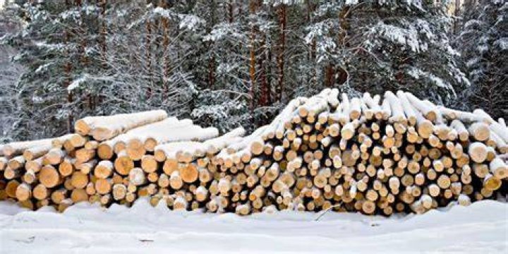 What are the tax consequences of selling timber off my land?