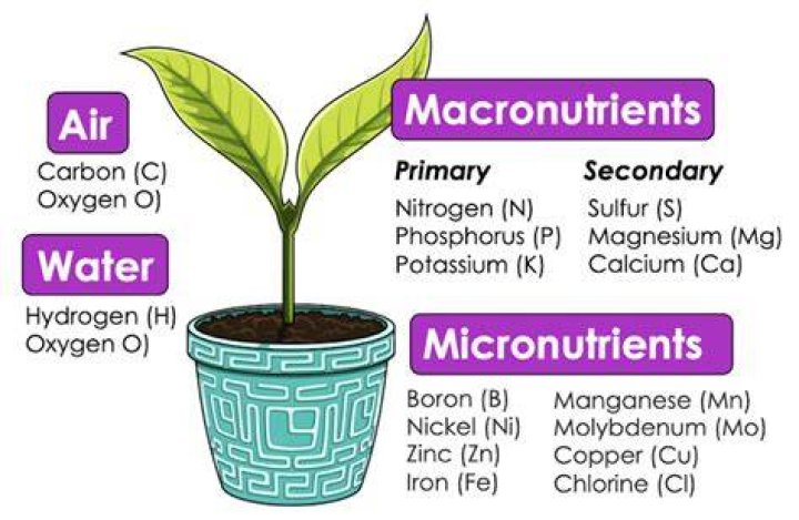 What are the three most important nutrients for plants?
