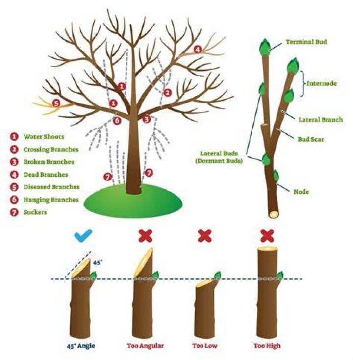 What are the two types of trees pruning techniques?