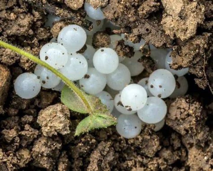 What are the white eggs in my soil?