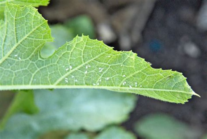 What are the white eggs on my plants?