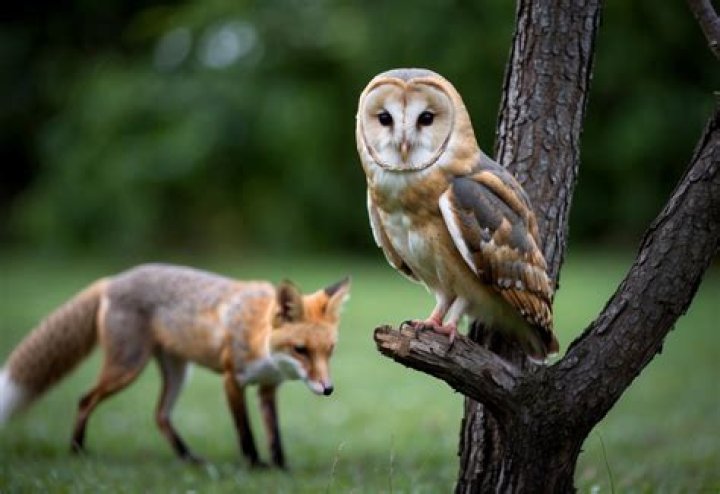 What are threats to barn owls?