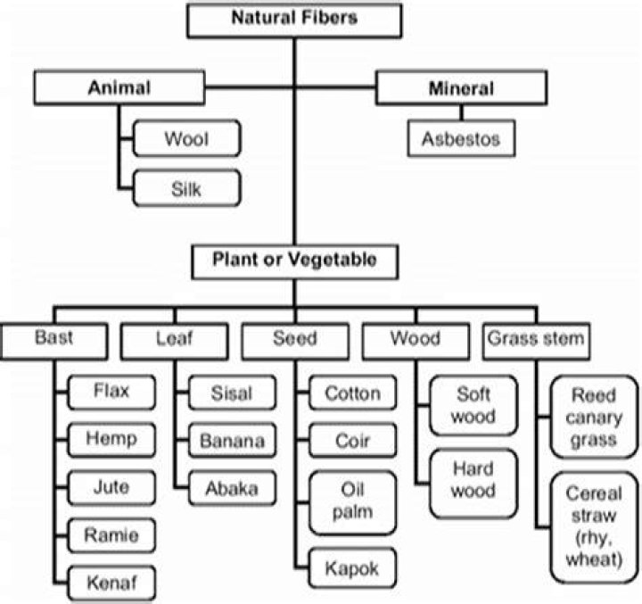 What are three examples of fibers?