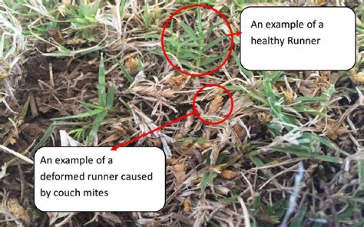 What are turf mites?