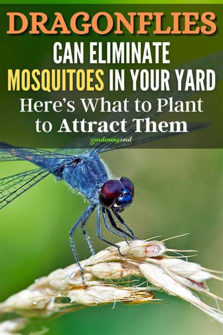 What attracts mosquitoes to your yard?