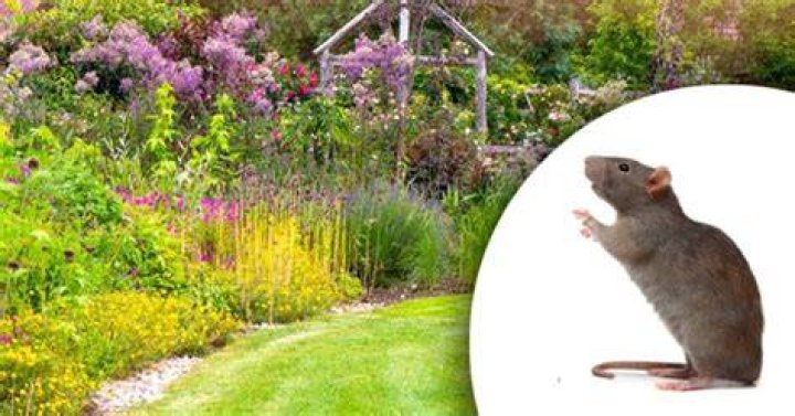 What attracts rats to your garden?